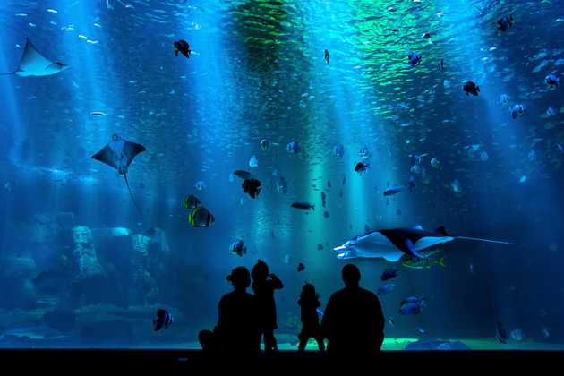 People Standing in front of aquarium display with fish and stingray
